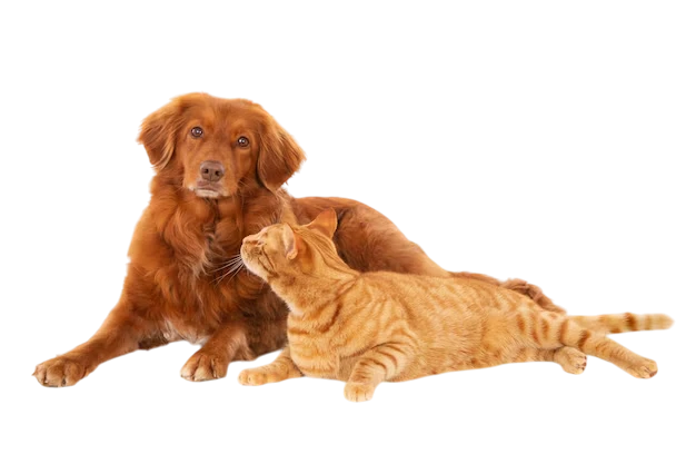 Pets
